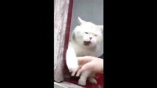 This video will make you laugh 100% laugh to tears! 2023