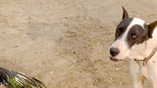 Lakha Breeder Beauty