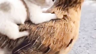 La poulet avec une chaîne