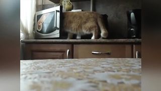 Funny Vines 2