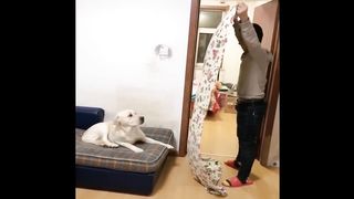 Funniest Animals | Funny Dog And Cat | Funny Animals Video #17