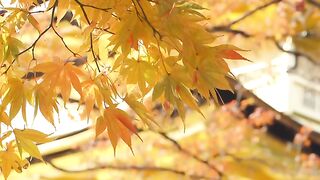 THIS IS JAPAN - The Travelling