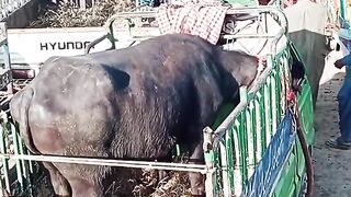impartant clip#viralvideo