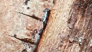 Zooming into a piece of wood