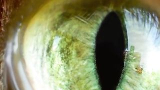 Zooming into the eye of my cat!.