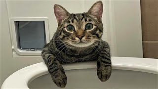 Funny Cats / Dogs - Funny Animals / Best Videos of March 2023