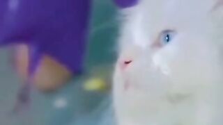 cute cat