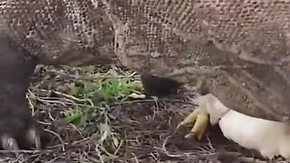 komodo is very bad