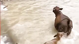 Beautiful animals video