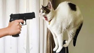 You'll Definitely Laugh, Believe Me - Cute Cats and Dogs - Funny Life of Animals
