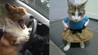 Hilarious Cats and Dogs - Funny Animal Videos