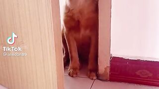 cute dog