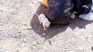 Feeding homeless hungry cat