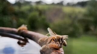 Animal world