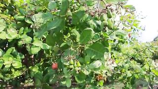 Cashew cultivation and cashew nut harvesting