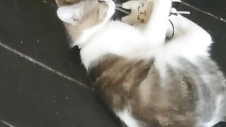 Chat qui joue
