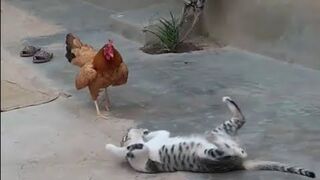 Hen fight