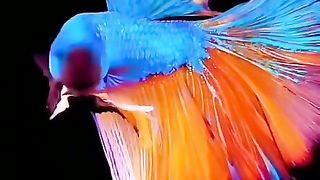 Beautiful Fish