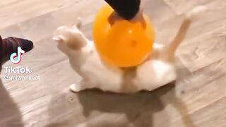 Pet cats.