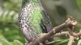 Beautiful pet birds