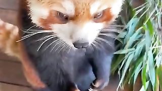 Cute pet.