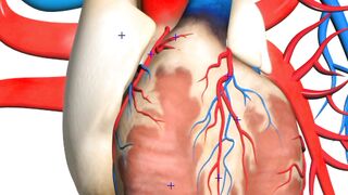 Heart human diagram Examan 2023