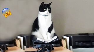 ???? You Definitely Laugh, Trust me ???? - Funniest Cats Expression Video ???? - Funny Cats Life
