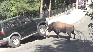 Damn Nature You Scary | Funny Scary Animal Encounters