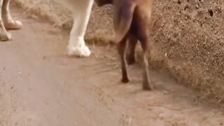 Le chien l'ami du lion