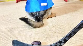 Le chien joueur du hockey
