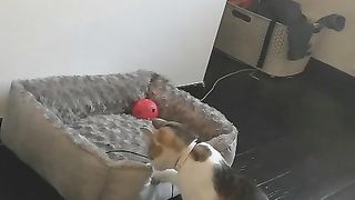 Chat qui joue