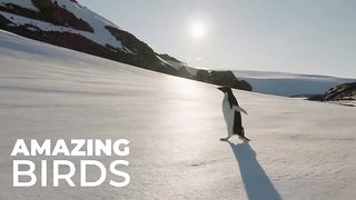 Amazing World of Birds 12K ULTRA HD #12k #birds #wildlife.