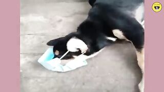 Funny video