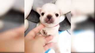 Baby Dogs - Cute and Funny Dog Videos Compilation #funnydogs #pets #dogs