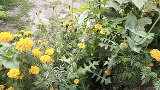 Flowering #flowers #beautifulflowers
