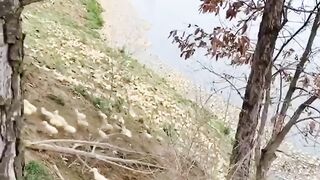 ducks all around