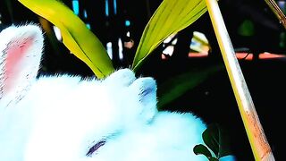 Top cute animals In the world ????