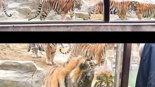 Tigers Vs Dog