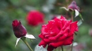 beautiful flower