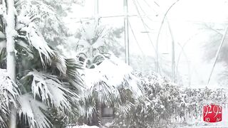 Snow falling in Quetta -Terivling