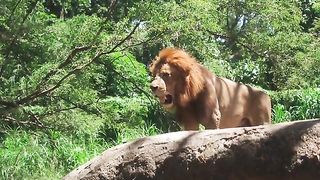 strong tiger
