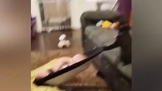 Animaux les plus drôle