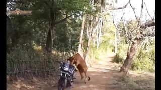 hilarious animals