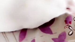 Cat Playing