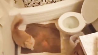 best of funny cats
