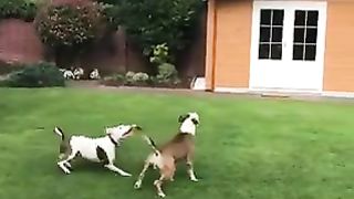 two dogs playing with balloon enjoyed