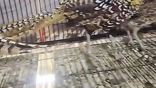 Beautiful birds Surkhab || pheasant Bird || Surkhab Bir
