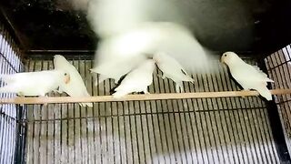 ALBINO SPLIT CHICKS NO SIBLINGS