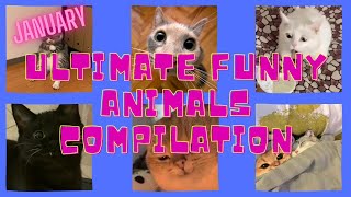 THE BEST ULTIMATE FUNNY ANIMALS COMPILATION JANUARY#1