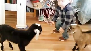 Baby and baby goats